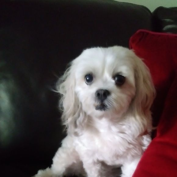 Meet your Posher, Missy - Picture 1 of 1